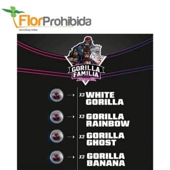 GORILLA FAMILIA FEMINIZED MIX DRAFT LINE (Bsf Seeds)