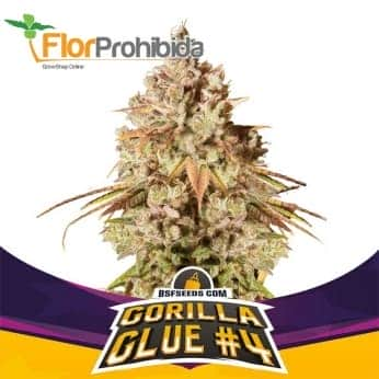 GORILLA GLUE 4 (Bsf Seeds)