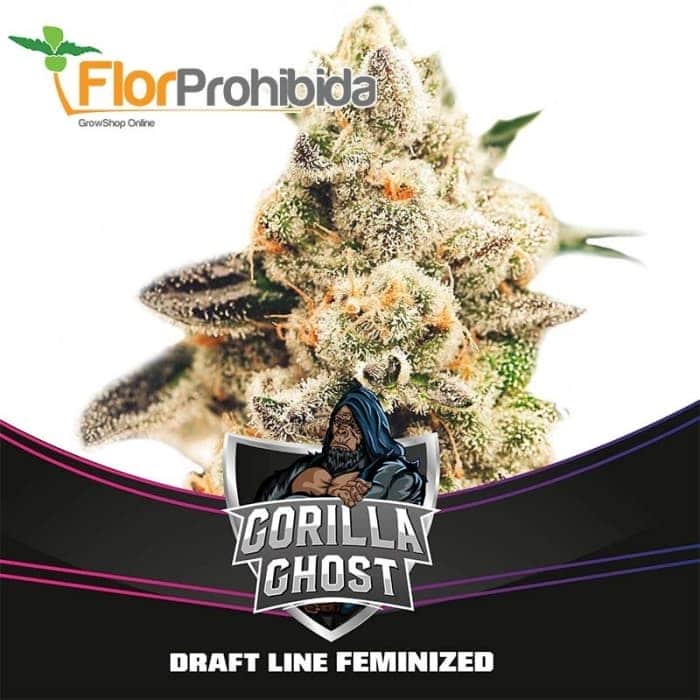 GORILLA GHOST (Bsf Seeds)