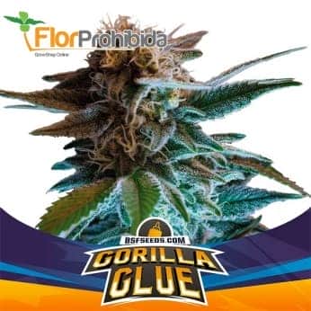 AUTO GORILLA GLUE (Bsf Seeds)