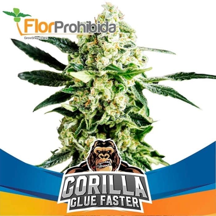 GORILLA GLUE FASTER (Bsf Seeds)