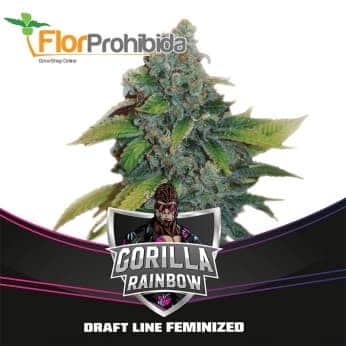 GORILLA RAINBOWS DRAFT LINE (Bsf Seeds)