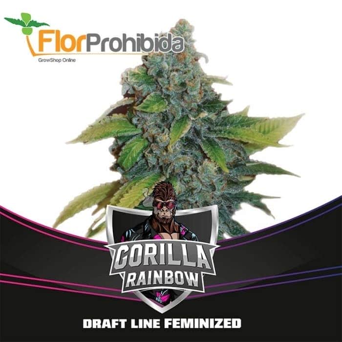 GORILLA RAINBOWS DRAFT LINE (Bsf Seeds)