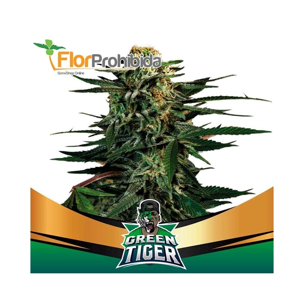 GREEN TIGER FAST VERSION (Bsf Seeds)