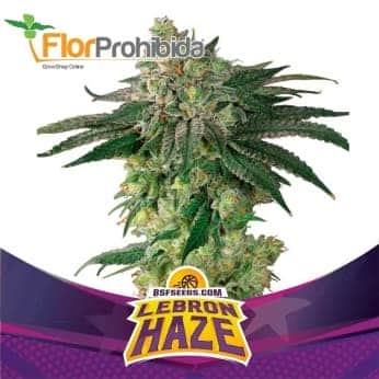LEBRON HAZE (Bsf Seeds)