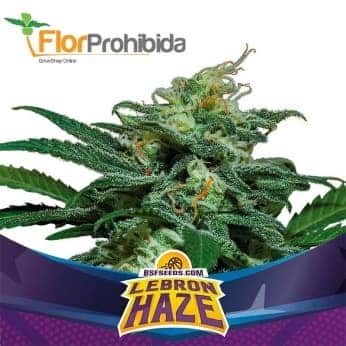 AUTO LEBRON HAZE XXL (Bsf Seeds)