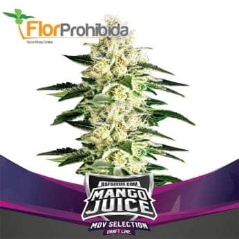 MANGO JUICE (Bsf Seeds)