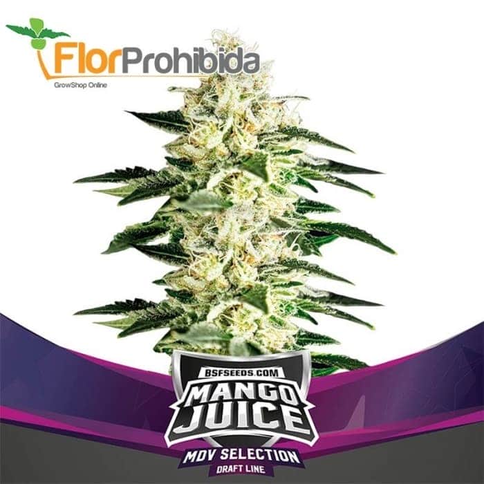 MANGO JUICE (Bsf Seeds)
