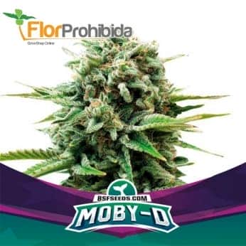 MOBY-D (Bsf Seeds)