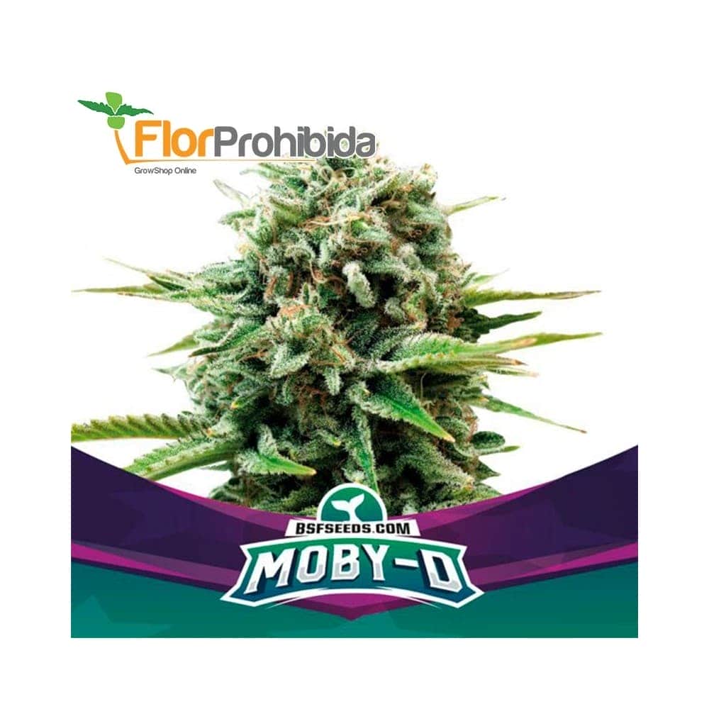 MOBY-D (Bsf Seeds)