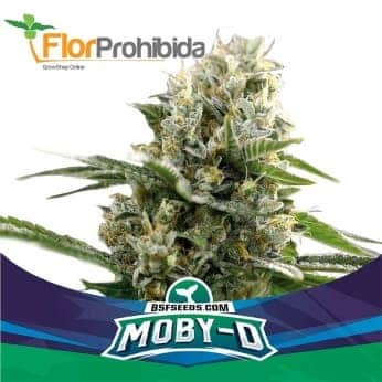 AUTO MOBY-D XXL (Bsf Seeds)