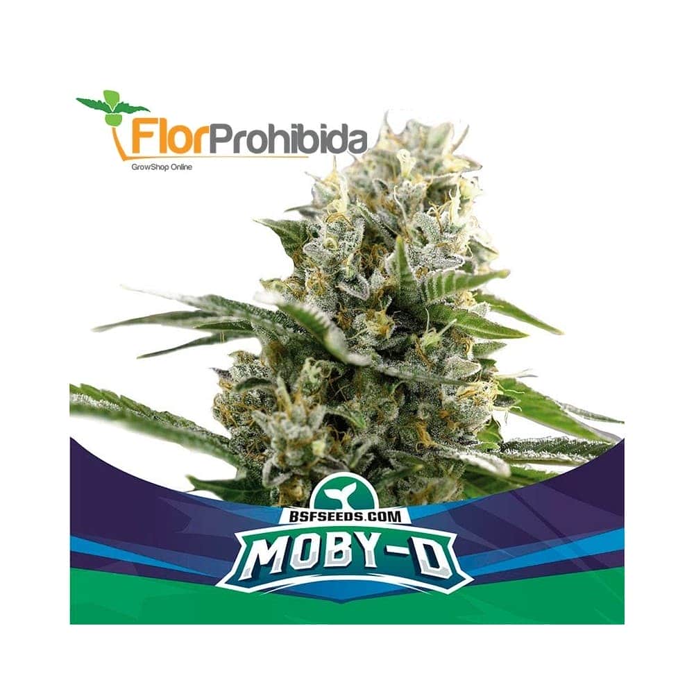 AUTO MOBY-D XXL (Bsf Seeds)