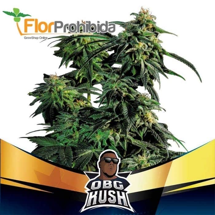 OBG KUSH FAST VERSION (Bsf Seeds)