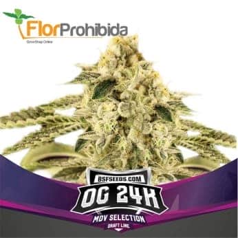 OG 24K (Bsf Seeds)