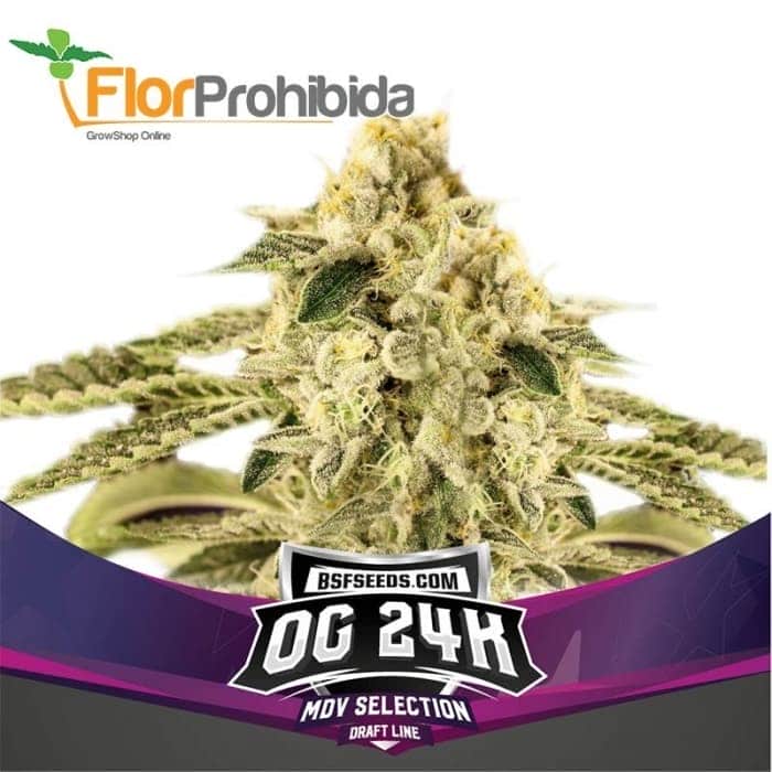 OG 24K (Bsf Seeds)