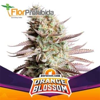 ORANGE BLOSSOM (Bsf Seeds)