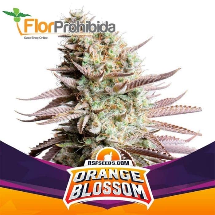 ORANGE BLOSSOM (Bsf Seeds)