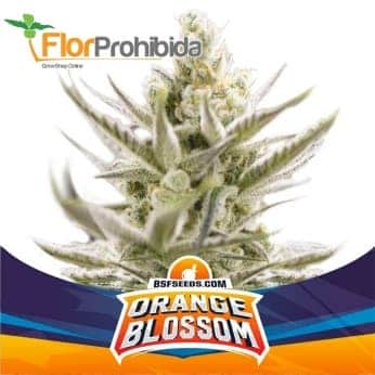 AUTO ORANGE BLOSSOM XXL (Bsf Seeds)