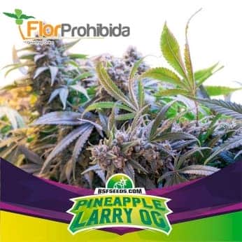 PINEAPPLE LARRY OG (Bsf Seeds)