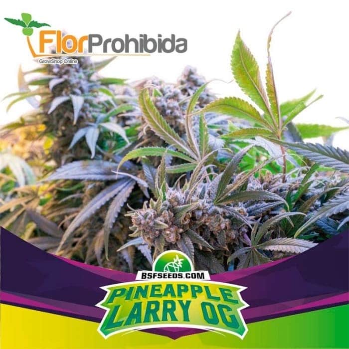 PINEAPPLE LARRY OG (Bsf Seeds)