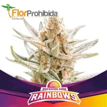 RAINBOWS (Bsf Seeds)