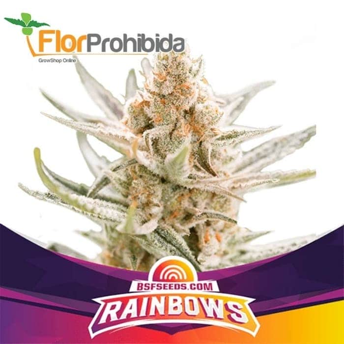 RAINBOWS (Bsf Seeds)