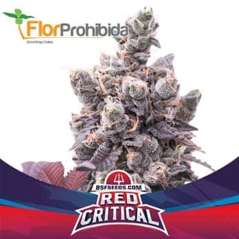 AUTO RED CRITICAL (Bsf Seeds)