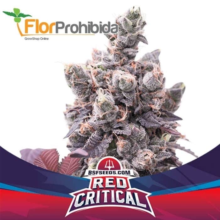 AUTO RED CRITICAL (Bsf Seeds)