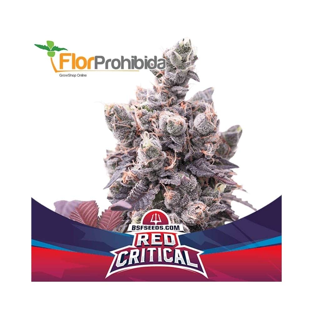 AUTO RED CRITICAL (Bsf Seeds)
