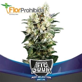 AUTO SIG SOUR XXL (Bsf Seeds)