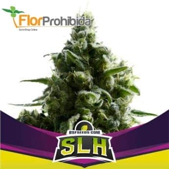 SUPER LEMON HAZE SLH (Bsf Seeds)