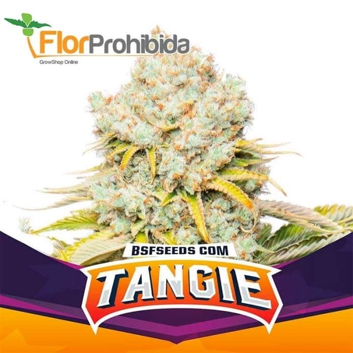 TANGIE (Bsf Seeds)