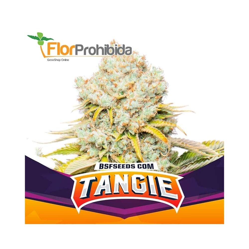 TANGIE (Bsf Seeds)