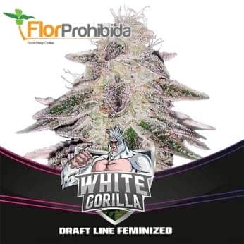 WHITE GORILLA DRAFT LINE (Bsf Seeds)