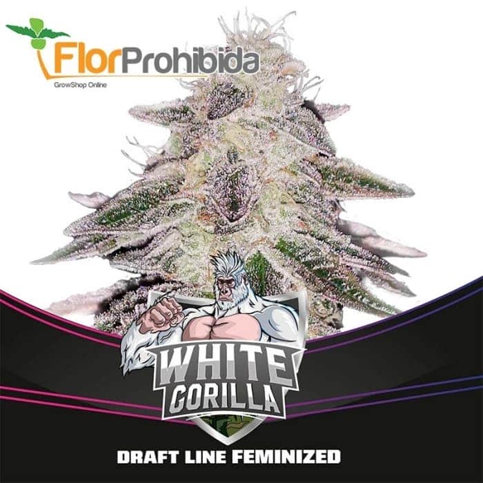 WHITE GORILLA DRAFT LINE (Bsf Seeds)