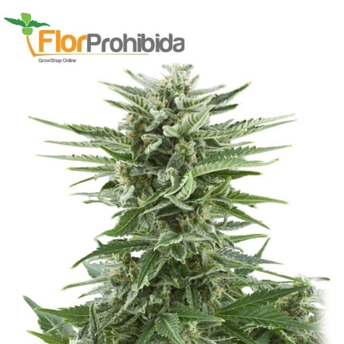 EASY BUD AUTOMATICA