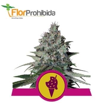 COOKIES GELATO (Royal Queen Seeds)
