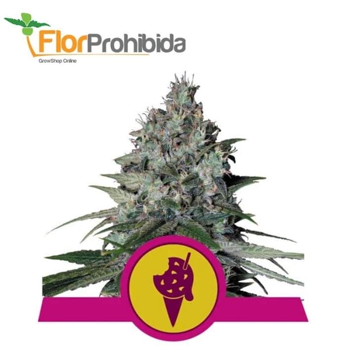 COOKIES GELATO (Royal Queen Seeds)