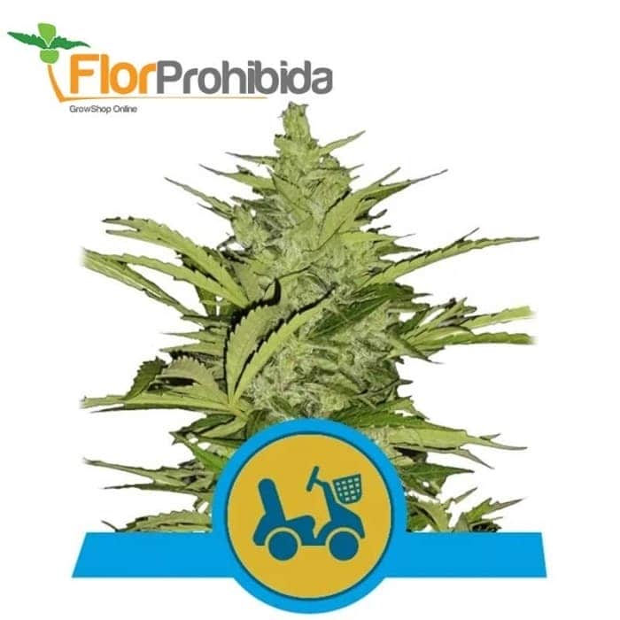 AUTO FAST EDDY CBD (Royal Queen Seeds)
