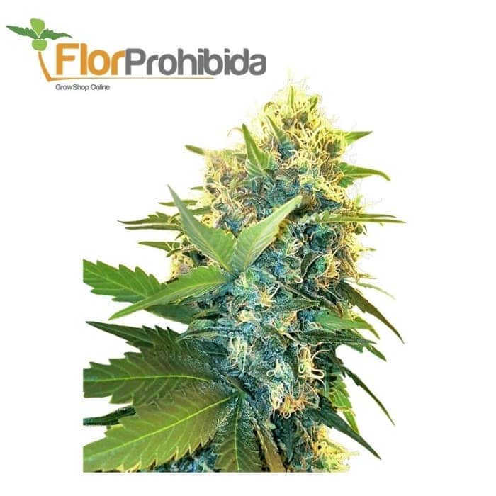 DOUBLE KUSH CAKE (Sensi Seeds Research)