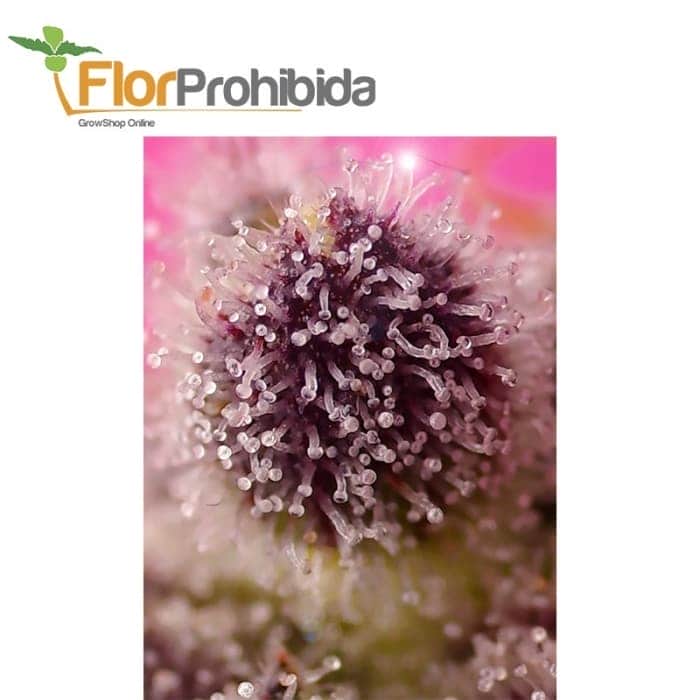 AUTO TROPICANNA POISON XL (Sweet Seeds)