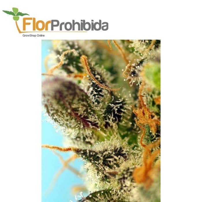 AUTO SWEET ZENZATION XL (Sweet Seeds)