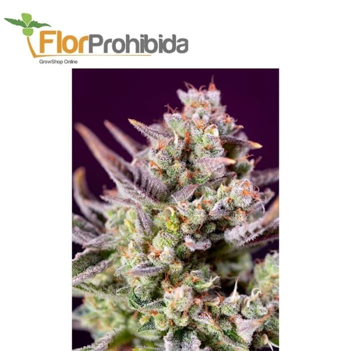 AUTO SWEET ZENZATION XL (Sweet Seeds)