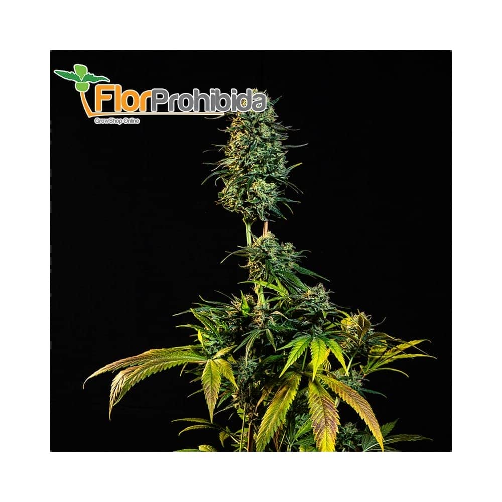 THE MOBY DICK (Narcotik Seeds)