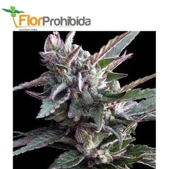 THAI CHI (1) ACE SEEDS