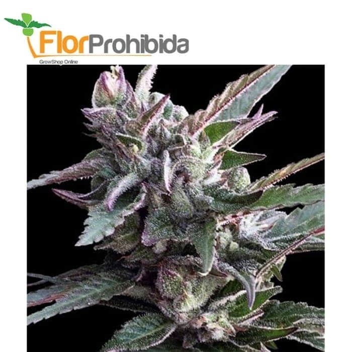 THAI CHI (1) ACE SEEDS