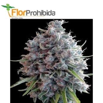 KILLER A5 HAZE (Ace Seeds)
