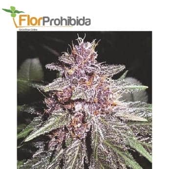VIOLETA ACE SEEDS