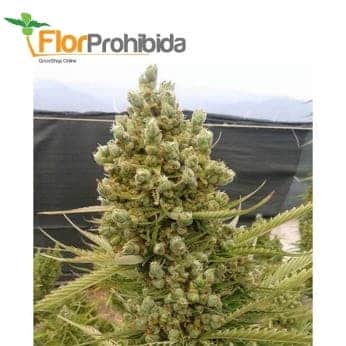 AUTO MALAWI X NORTHERN LIGHTS (Ace Seeds)