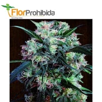 KALI CHINA (Ace Seeds)